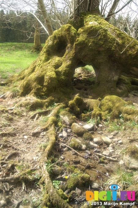 D7D00416 Stream flowing through tree trunk